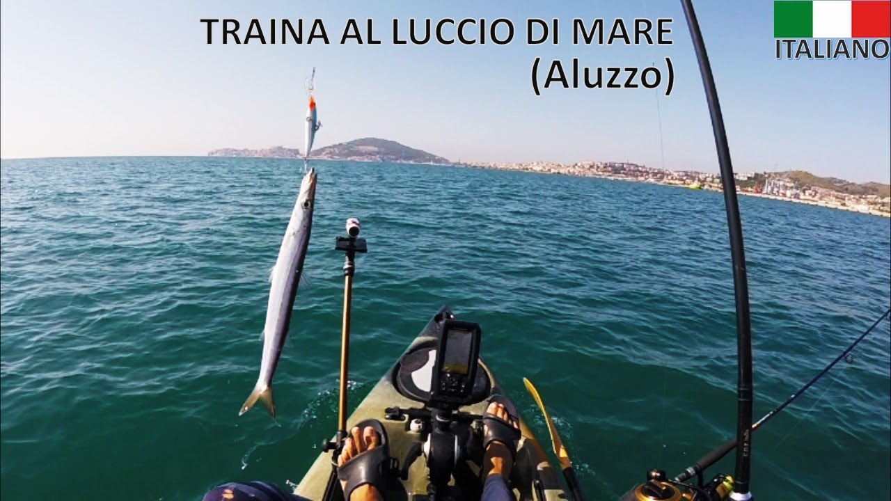 Traina al luccio di mare (aluzzo) con esche artificiali