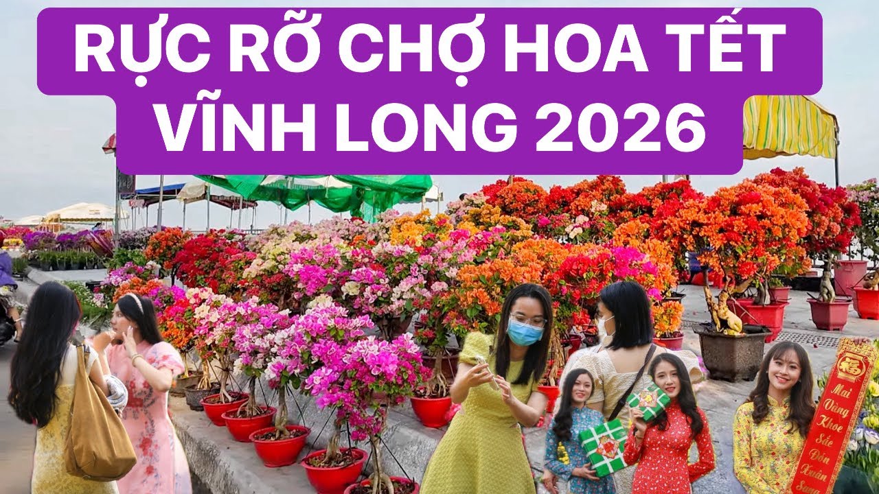 Rực rỡ chợ hoa Tết Vĩnh Long 2026, hoa giấy đẹp nhiều màu & cúc mâm xôi nở rộ vàng cả con đường