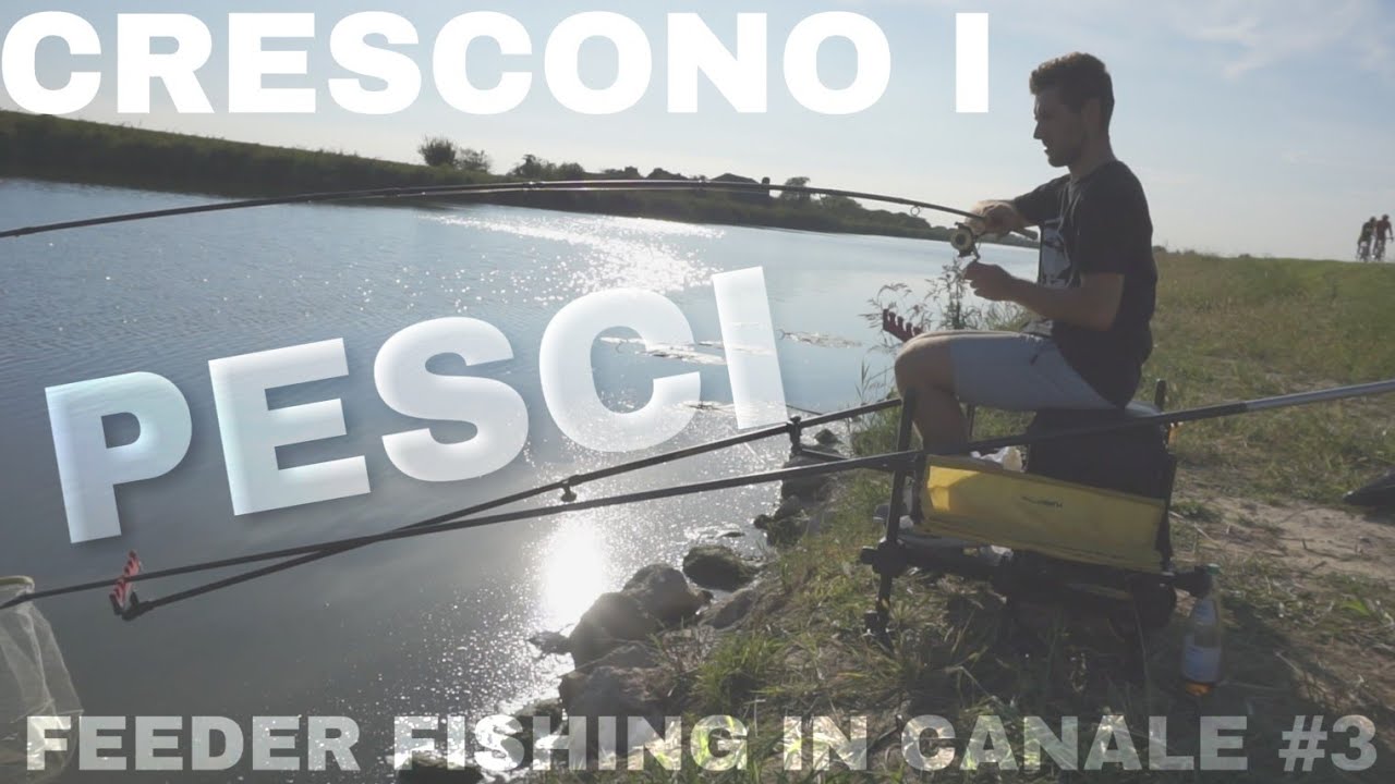 ARRIVANO LE CARPE #3 feeder fishing in canale