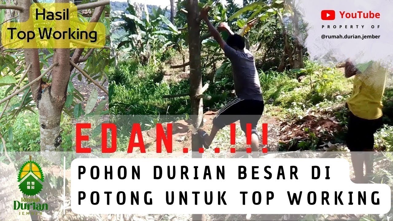 EDAN! POHON DURIAN BESAR DITEBANG UNTUK TOP WORKING | Bagaimana Rahasia Top Working Agar Berhasil?