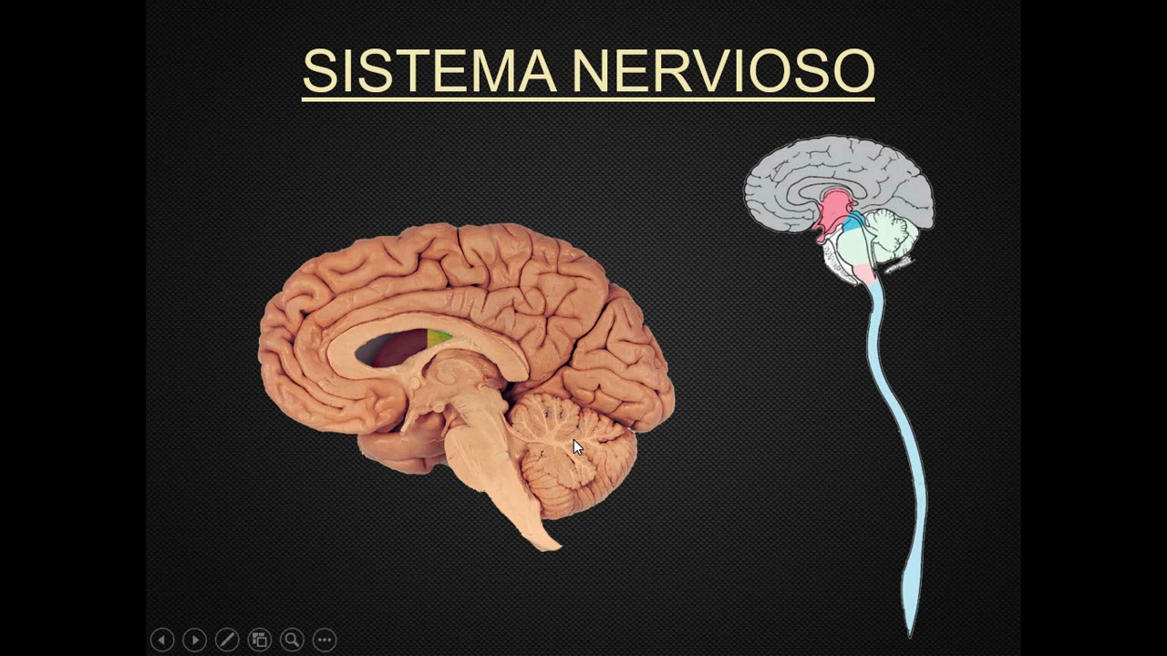 Generalidades de sistema nervioso.