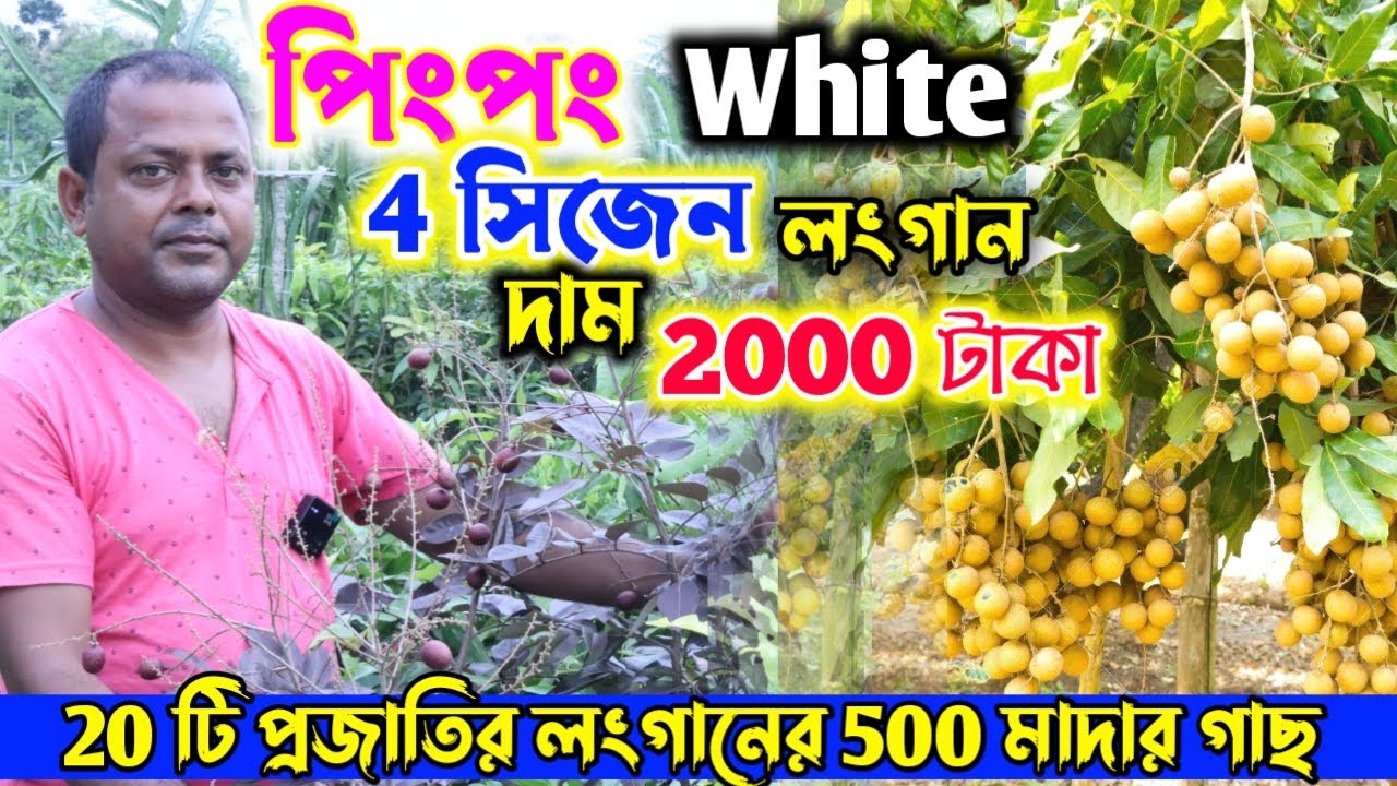 পিংপং,হোয়াইট, ফোর সিজন লংগান এর দাম 2000 টাকা || Best Longan Plant Nursery || Ananya Nursery ||