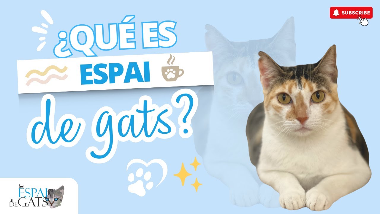 ¿Qué es Espai de gats? 🌟 Centro de adopciones en froma de Cat café 🐾 ｜Barcelona