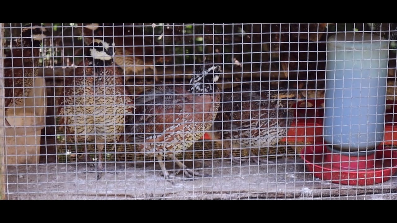Raising Bobwhite Quail