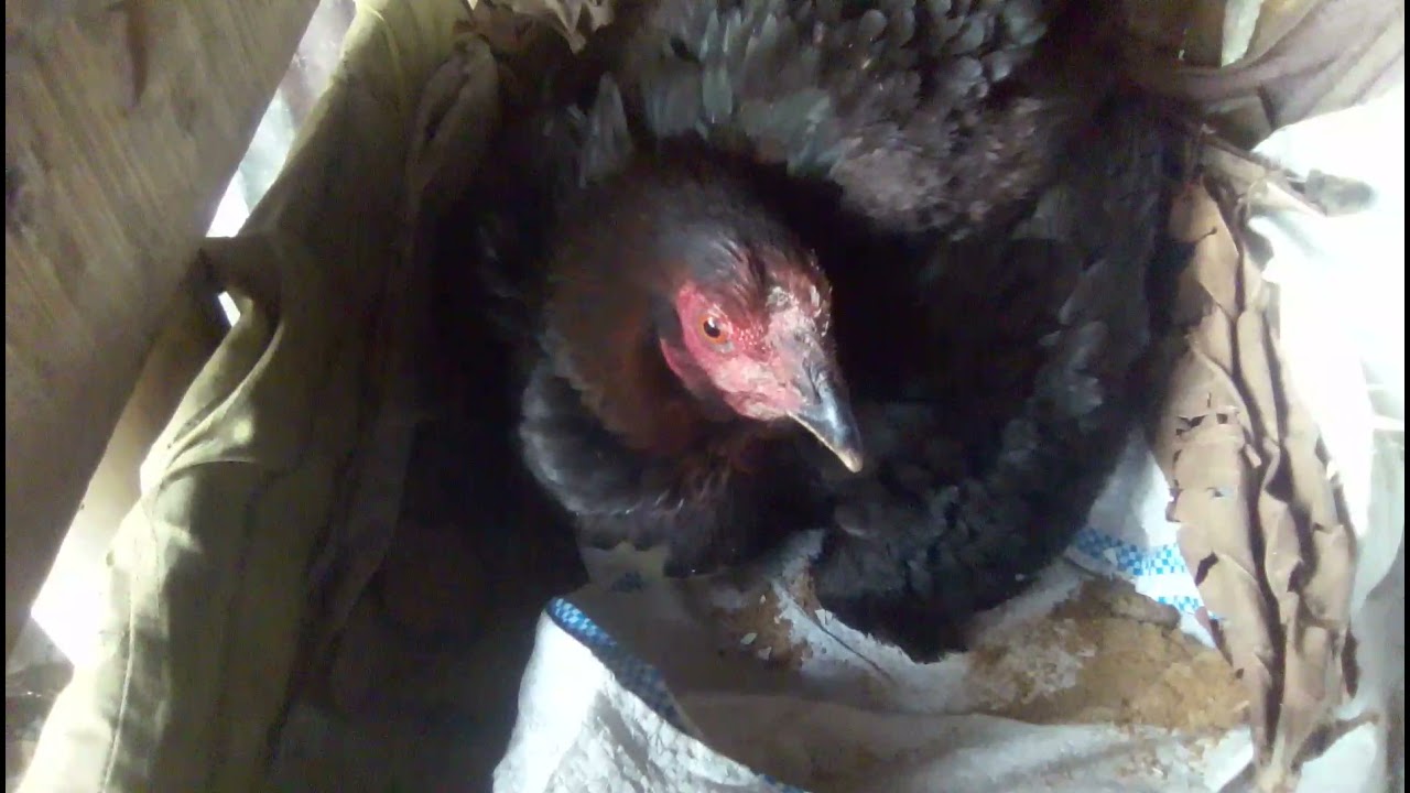 CARA MEMISAHKAN ANAK AYAM DAN INDUK YANG GALAK
