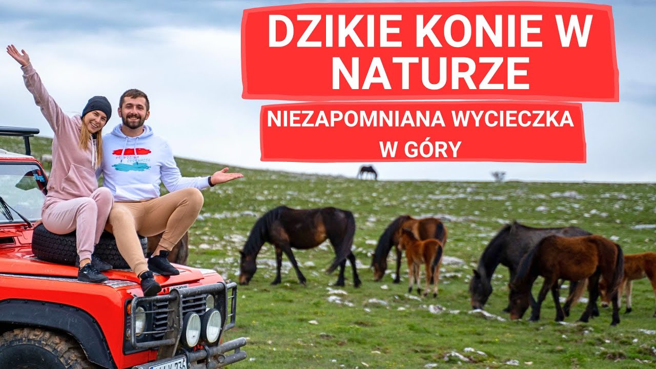 Galopująca przygoda - dzikie konie w górskim raju 🐴