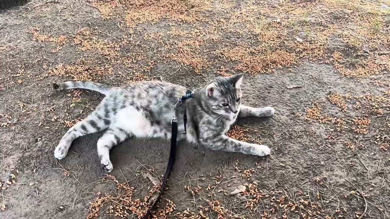 Koala explores the backyard on a Tuesday evening in June