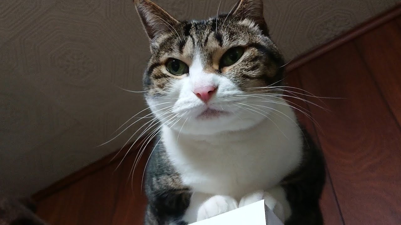 【猫と暖房】寒かった日にファンヒーターを試運転したら見上げる事になりました。