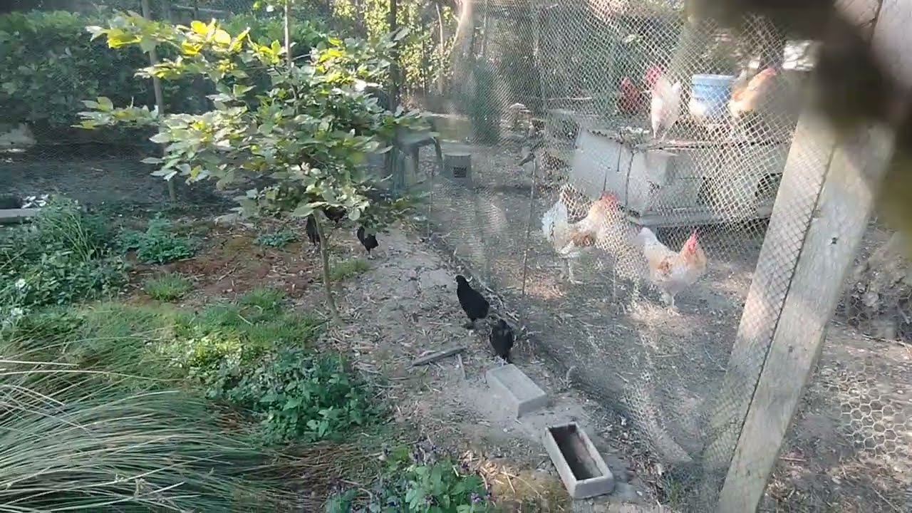 Nouvelle de l'élevage (naissance)