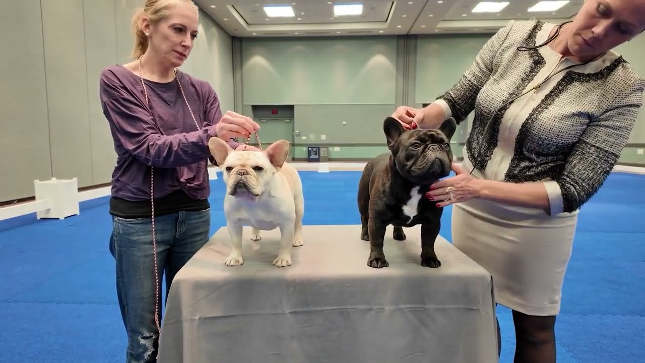 French Bulldog | Hands On Exam