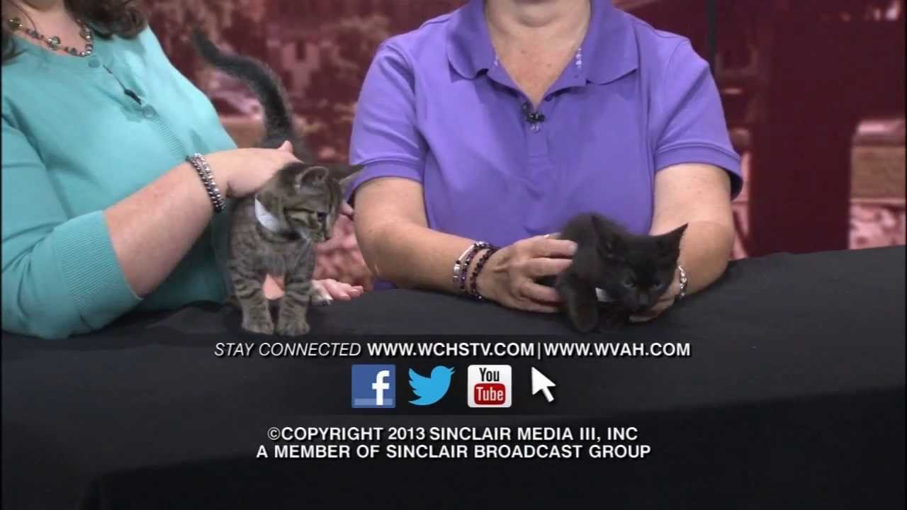Cats Up For Adoption