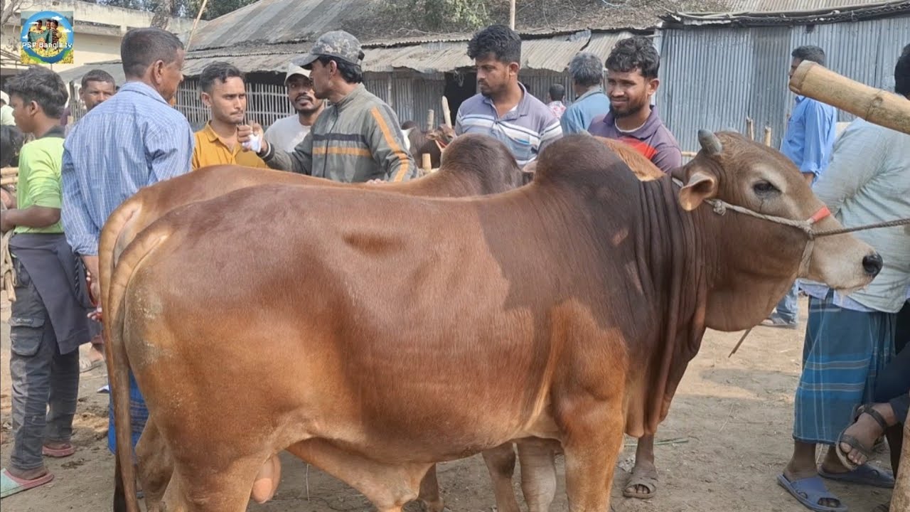 @ 11/2/2026|| অনেক দেন-দরবার করার পর কত টাকায় কিনতে পারলেন গরু ২টি খোচাবাড়ী হাটে??