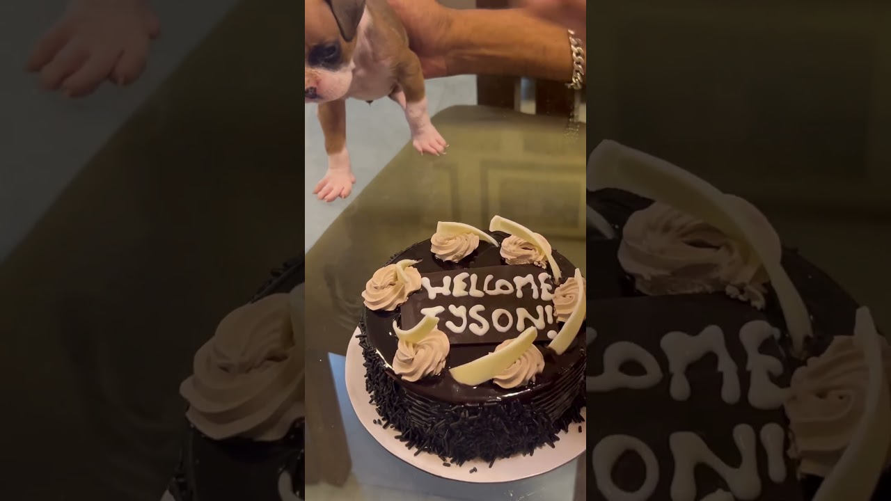 New Puppy Welcome Cake Party 