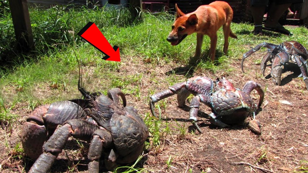 7 Kepiting Terbesar Di Dunia - Usianya Mencapai Ratusan Tahun