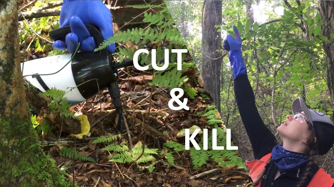 How to Treat INVASIVE Oriental Bittersweet