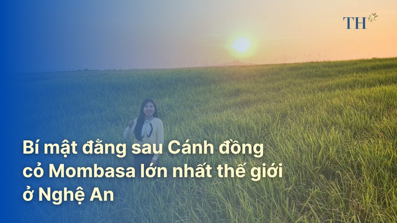 Bí mật đằng sau Cánh đồng cỏ Mombasa lớn nhất thế giới ở Nghệ An | TH Hạnh Phúc Đích Thực