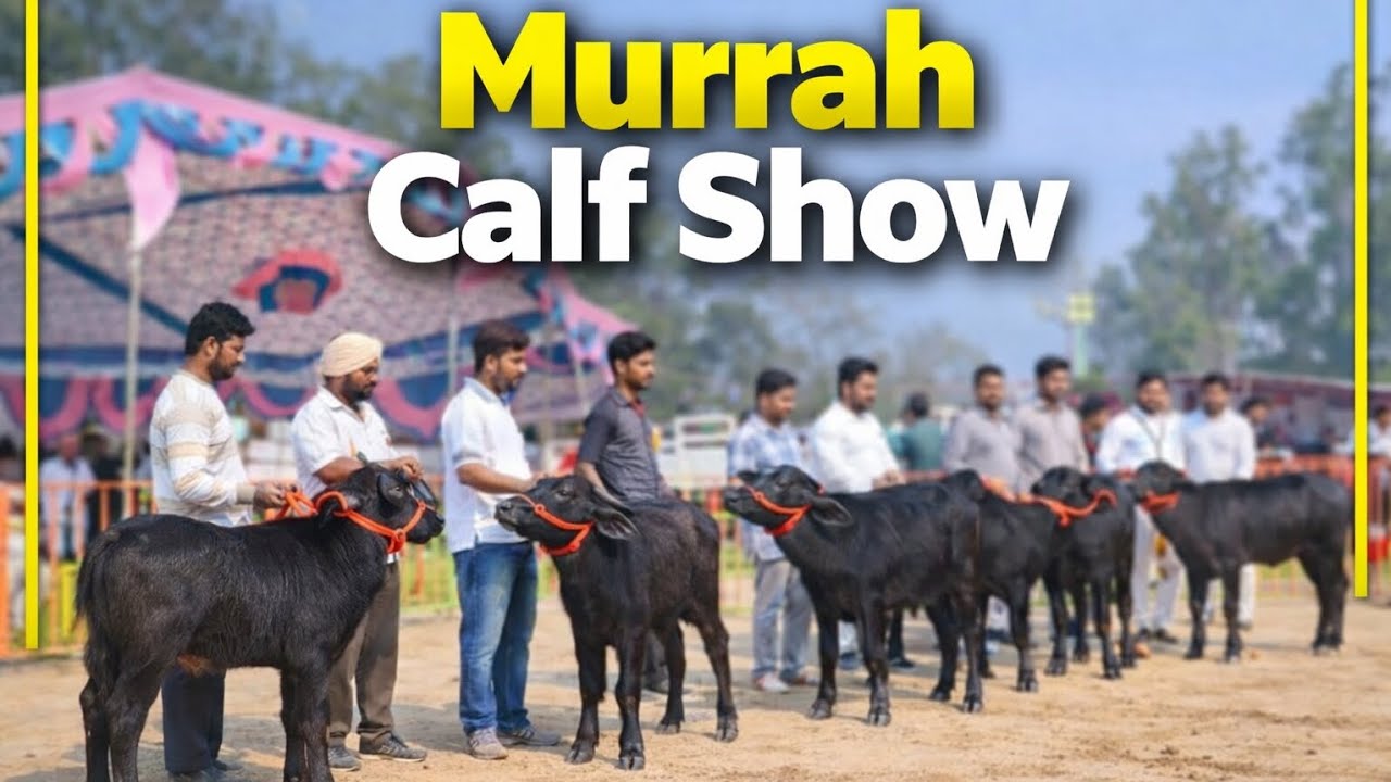ਪਹਿਲੇ ਦਿਨ ਪਸ਼ੂ ਮੇਲਾ ਪਿੰਡ ਜੰਗੀਆਣਾ murrah ਕਟੇ