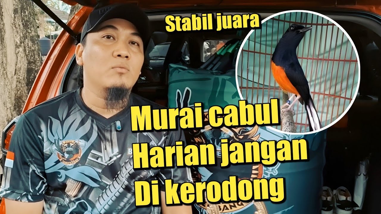 UNGKAP SETTINGAN MURAI BATU YANG SELALU JUARA SETIAP MINGGU ‼️