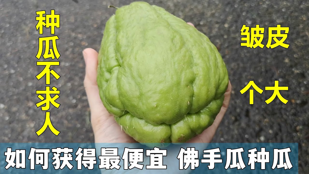 三个途径获得佛手瓜种瓜, 一个比一个便宜 How to get cheapest chayote seeds