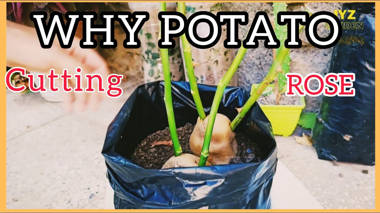 Why does Potato Help the Rooting of Rose Cuttings? Propagate Roses With Potatoes/JYZ Garden