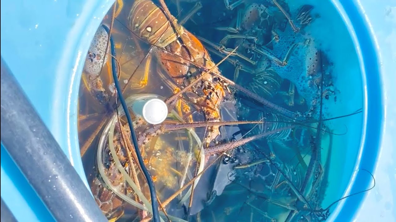 Spiny Lobster Commercial Bully Netting