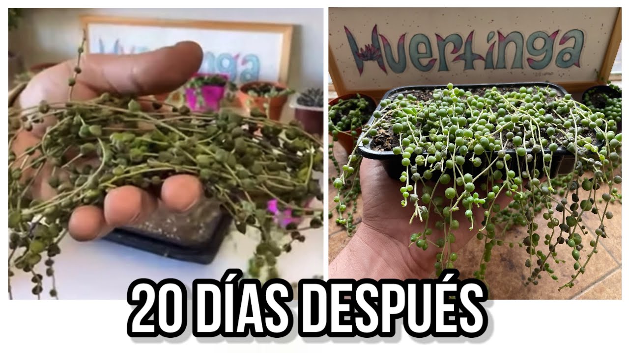 Cómo RECUPERAR al Curio rowleyanus | Rosario