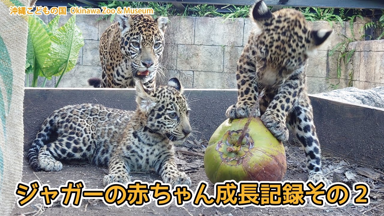 ジャガーの赤ちゃん成長記録　その2　#ジャガー　#赤ちゃん