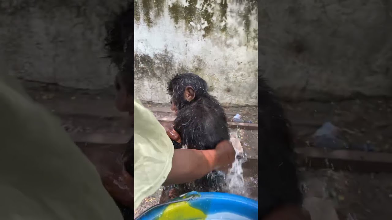 Showering Rachetée, the bonobo baby in Kinshasa