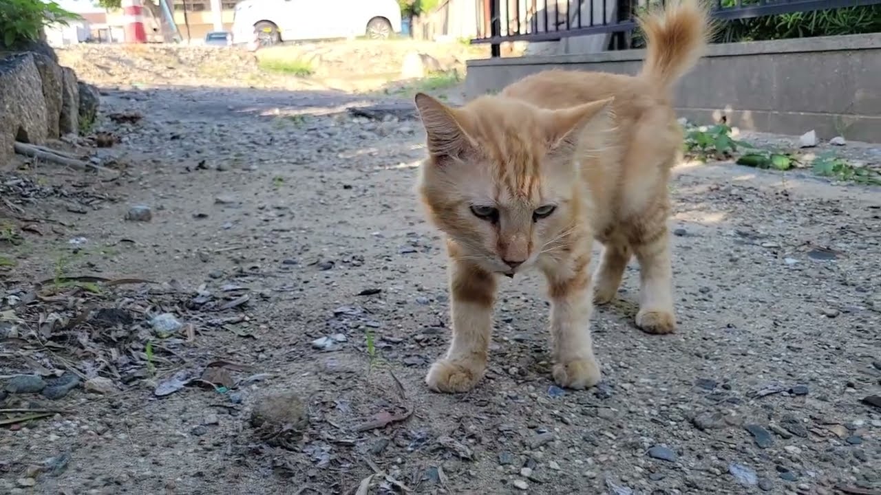 2025 09 30 さくら猫・地域猫③ ロロちゃん、ミライちゃん、ララちゃん
