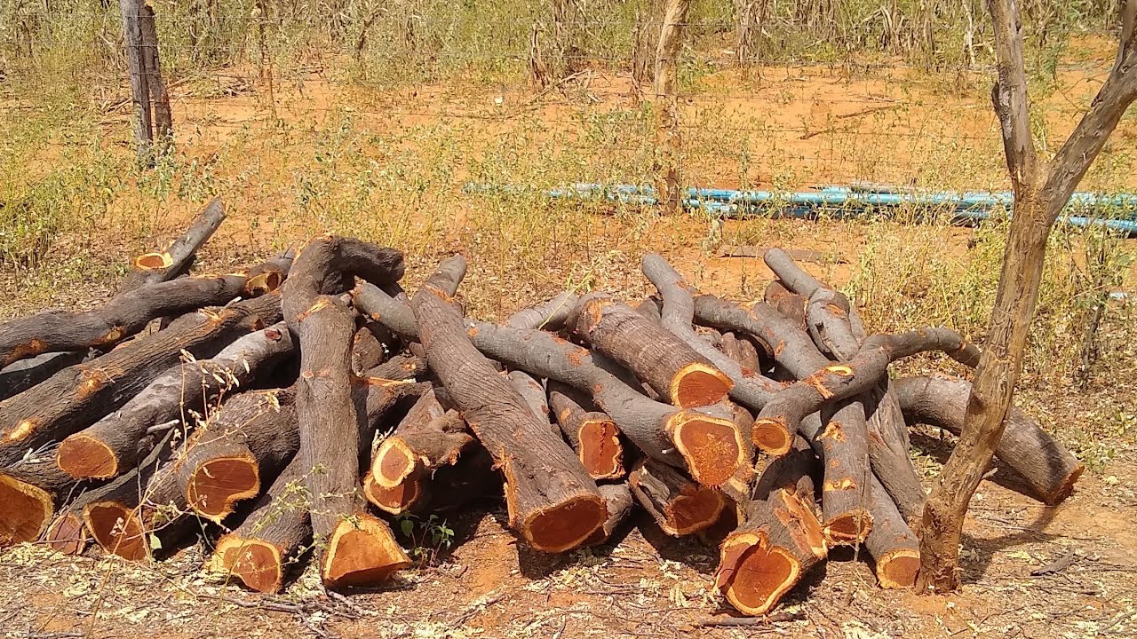 VENDA DE ESTACAS E LENHA 12R$EM PERNAMBUCO