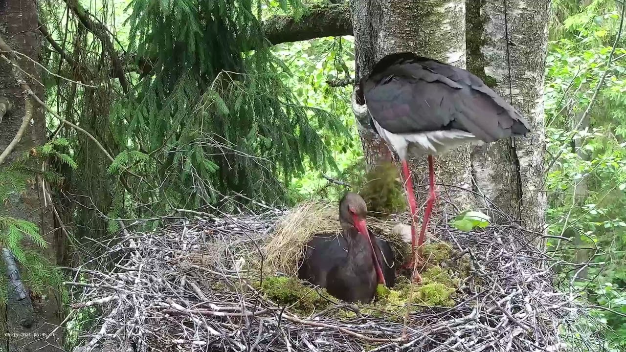 Black Stork Nest 2, Jan and Janika, 2021