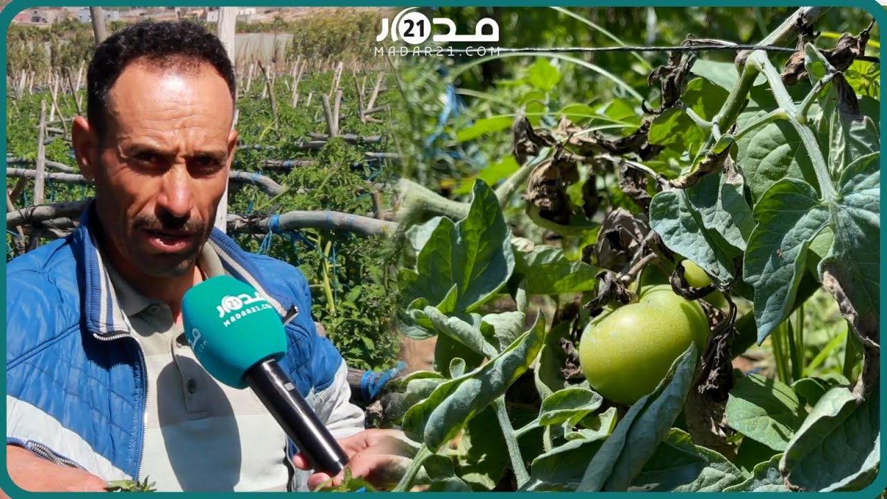 مرض جديد يضرب الطماطم بأولاد غانم وفلاحون يشتكون ضياع المحاصيل وغلاء الأدوية وتراكم الديون