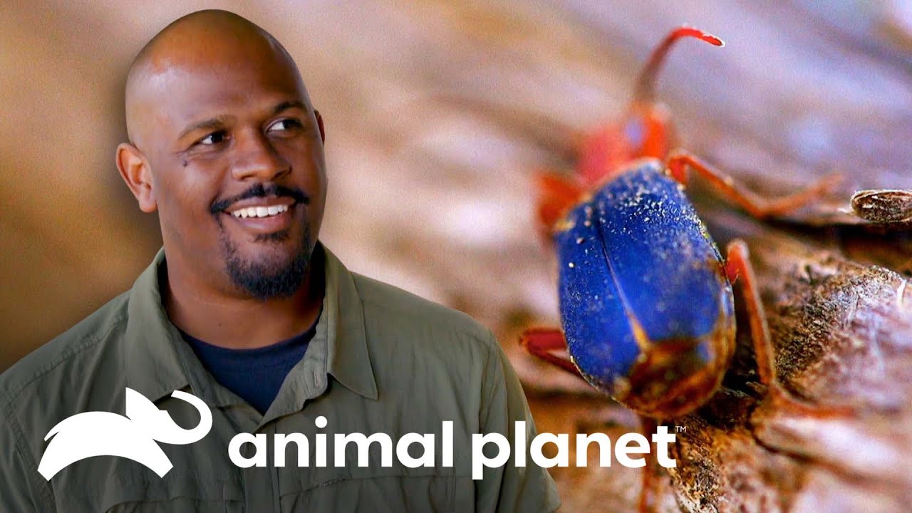 Escarabajo sorprende con devastador bombardeo | Pequeños Gigantes de la Natureza | Animal Planet