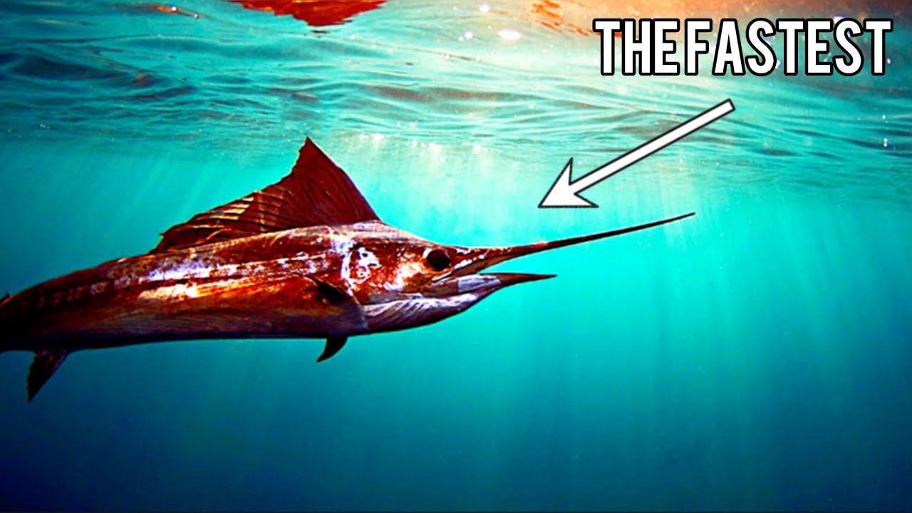 What Makes Sailfish the Fastest Fish on Earth?
