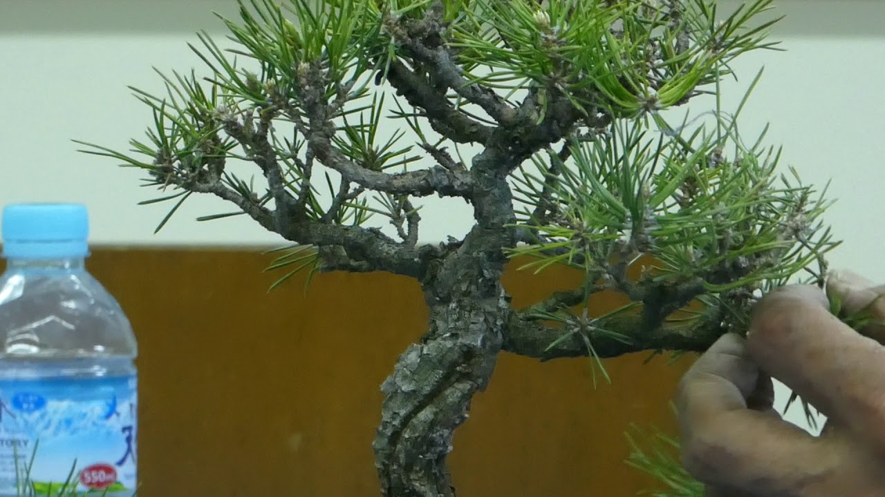 BONSAI　盆栽の春の手入れ　P1040428