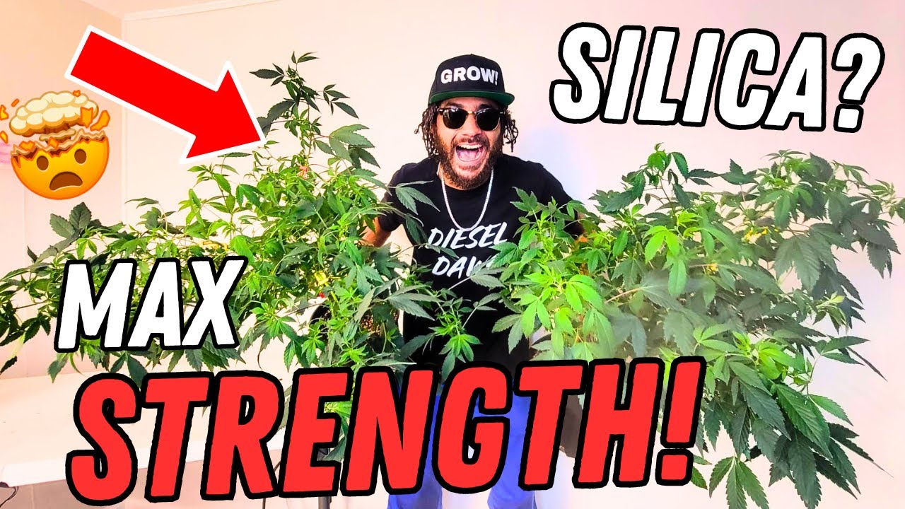 EXTREME Roots and MAX Strength! | Seed to Harvest Series (Mars Hydro)