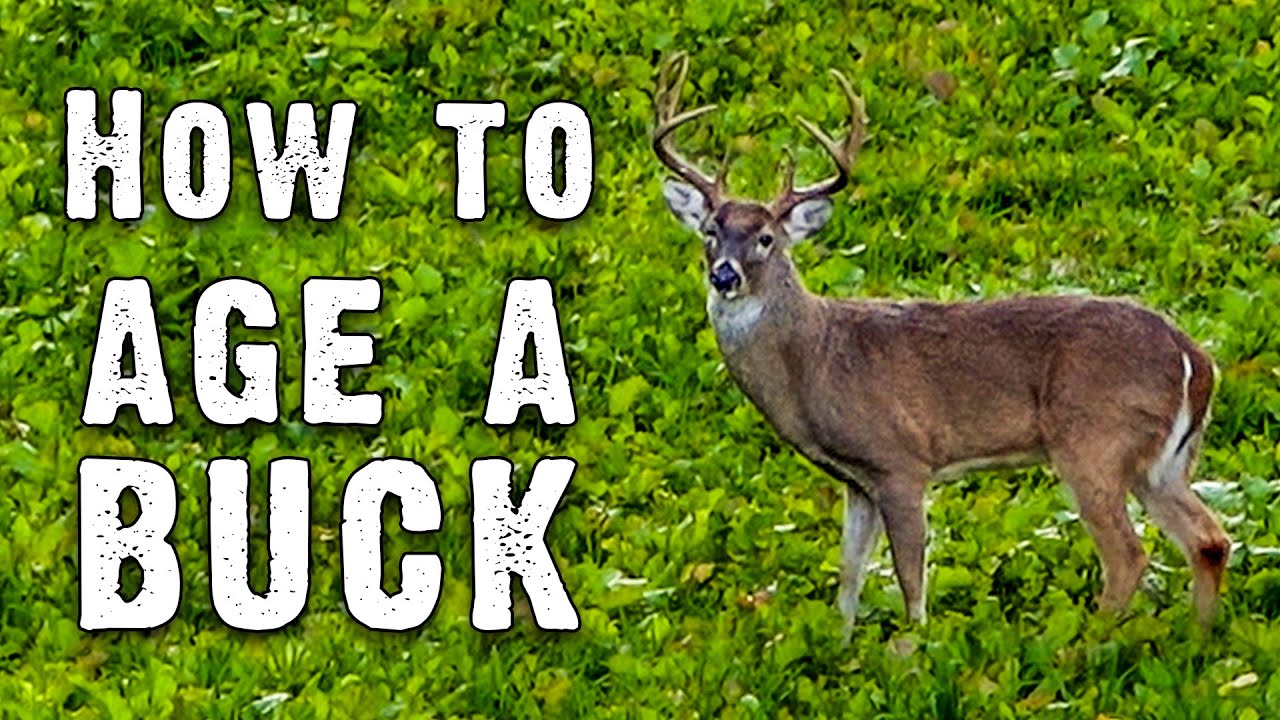 How to Age Bucks on the Hoof While Hunting | Proven Tips from the Field