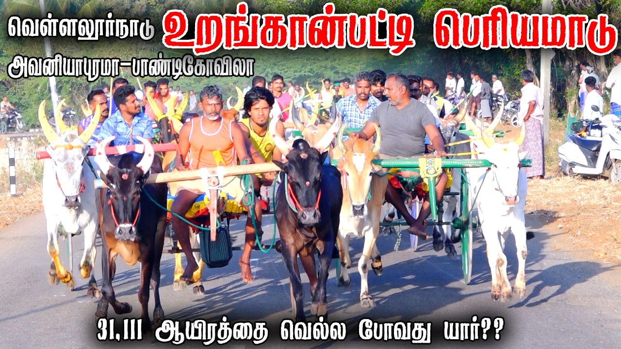 உறங்கான்பட்டி பெரியமாடு பந்தயம் 14-03-2026 #panthyam_live #நேரலை_பந்தயம் #today_panthaiyam