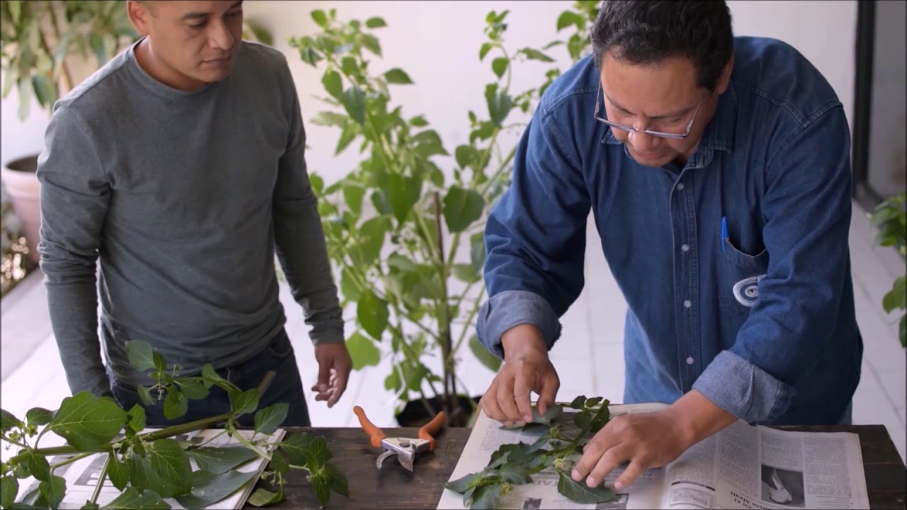 Aprendiendo el prensado de recolectas botánicas