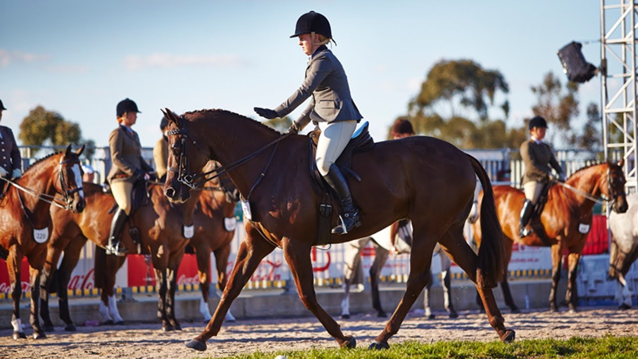 Champion Show Hunter Galloway - 2017 Royal Melbourne Show Horses in Action