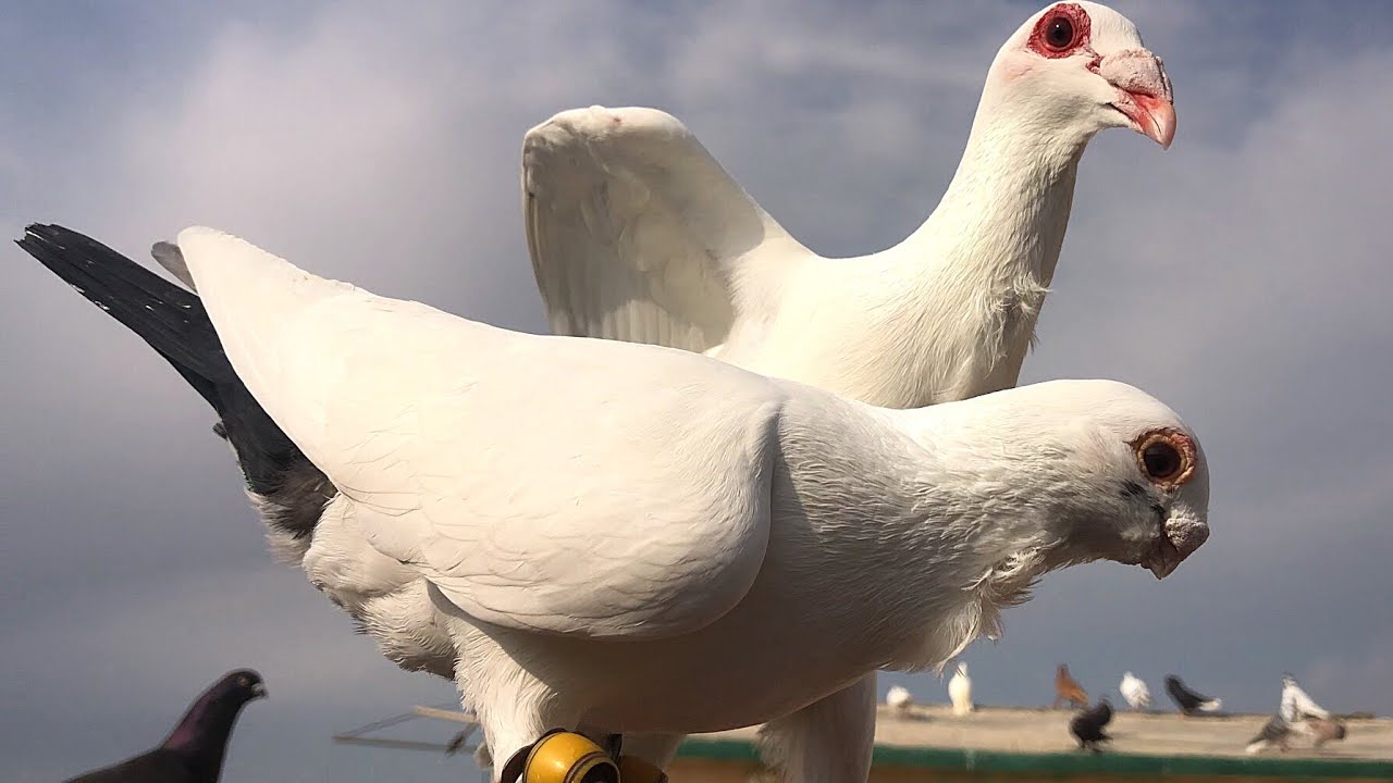 العباسي المطابيع كل يوم يجيني ويركب مدقه مع الحمام 🧐