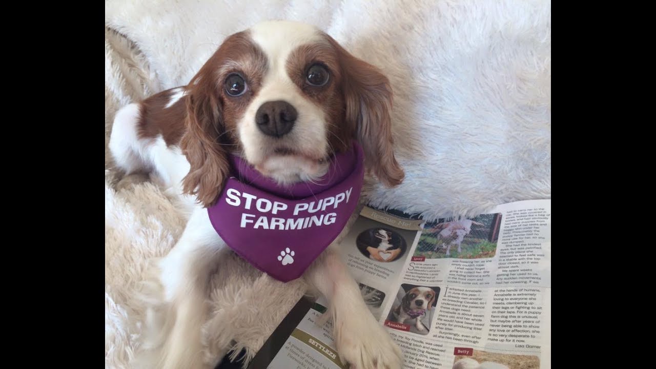 Annabelle's Story (with Lucy The Rescue Cavalier)