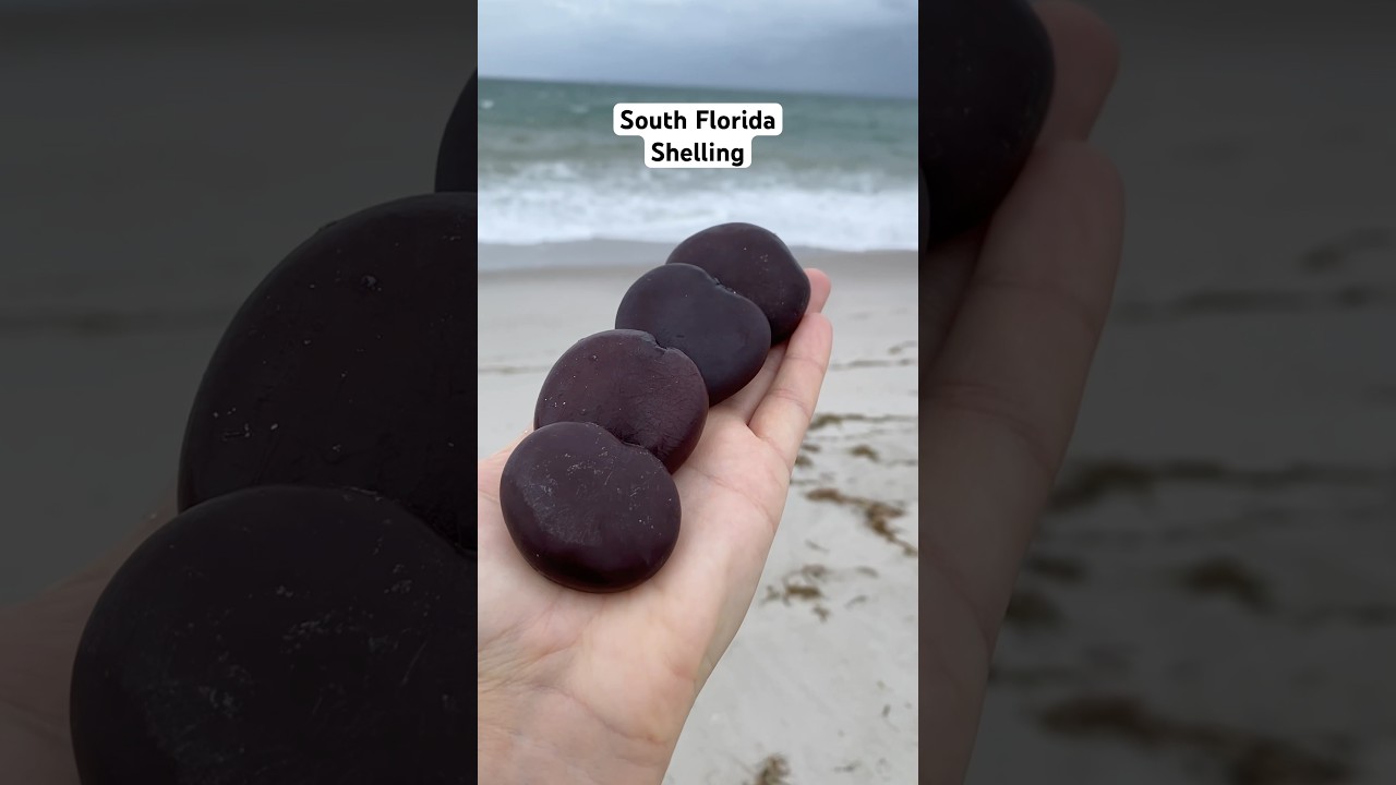 Shells, sea glass & sea heart beans in Broward county, Florida