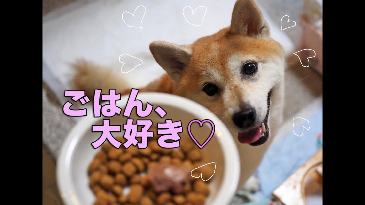 毎日ごはんに突撃する柴犬あん！Shiba dog Anne rushes to the food every day!