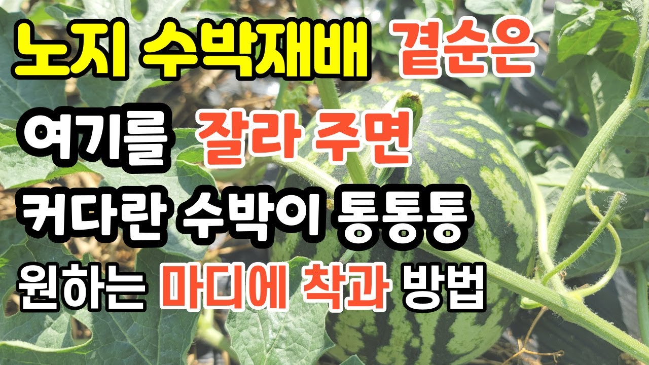 노지 통큰수박 이것만 해주면 초보도 딸 수 있다. 수박착과 위치는 몇마디에 곁순제거는 어디까지 수박착과방법