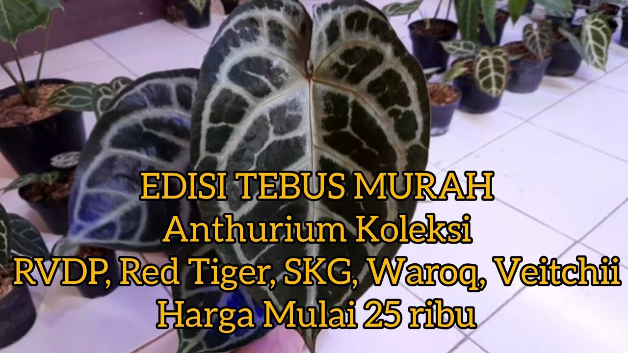 CHEAP REDEMPTION EDITION 4 Mar 26 Anthurium Collection RVDP, Red Tiger, SKG, Waroq, Veitchii pric...