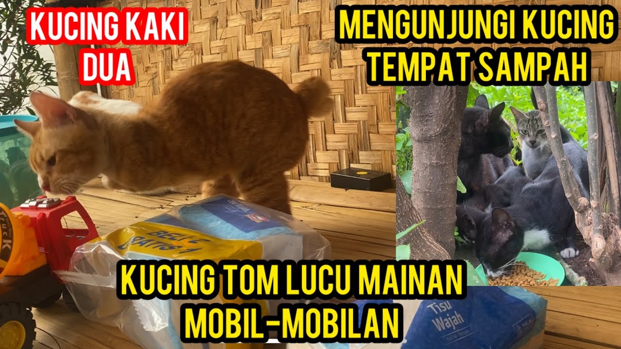 Kucing Tom Lucu Banget  ngajak Mainan Mobil-Mobilan ‼️