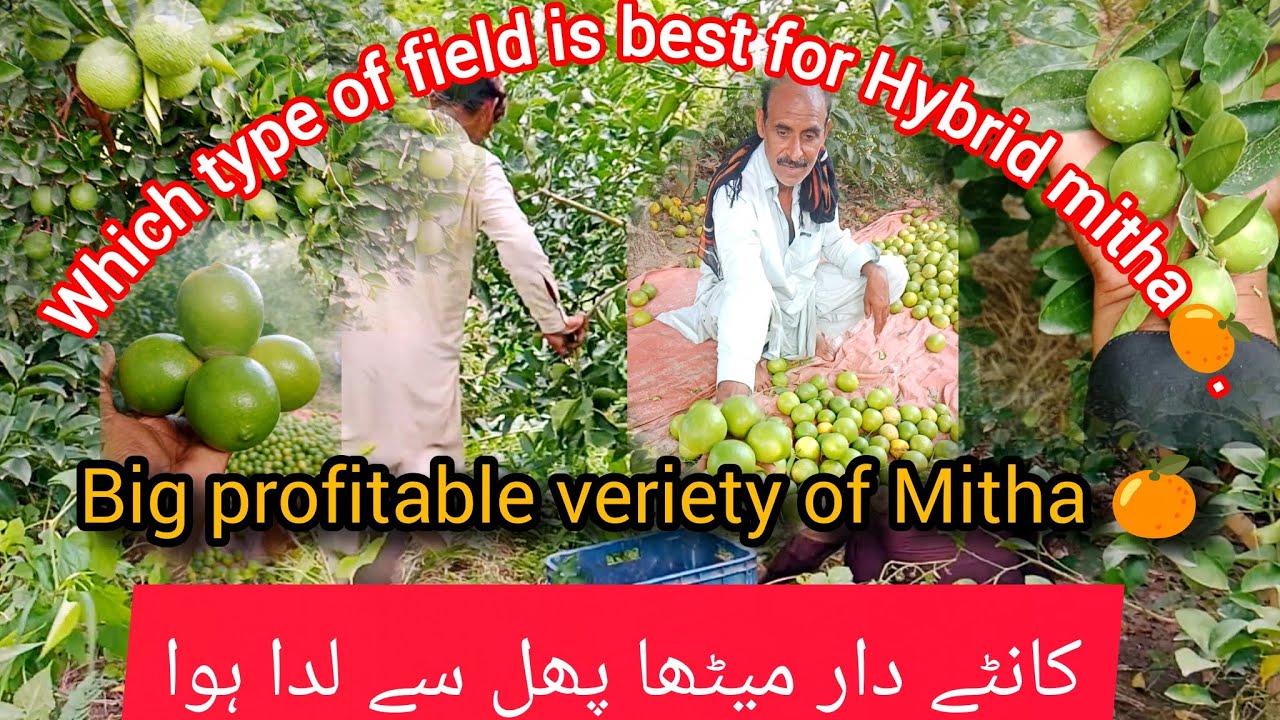 100% پھل کی پیداوار دینے والی میٹھے کی بہترین ہائی بریڈ ورائٹی.Big profitable veriety of Mitha 🍊