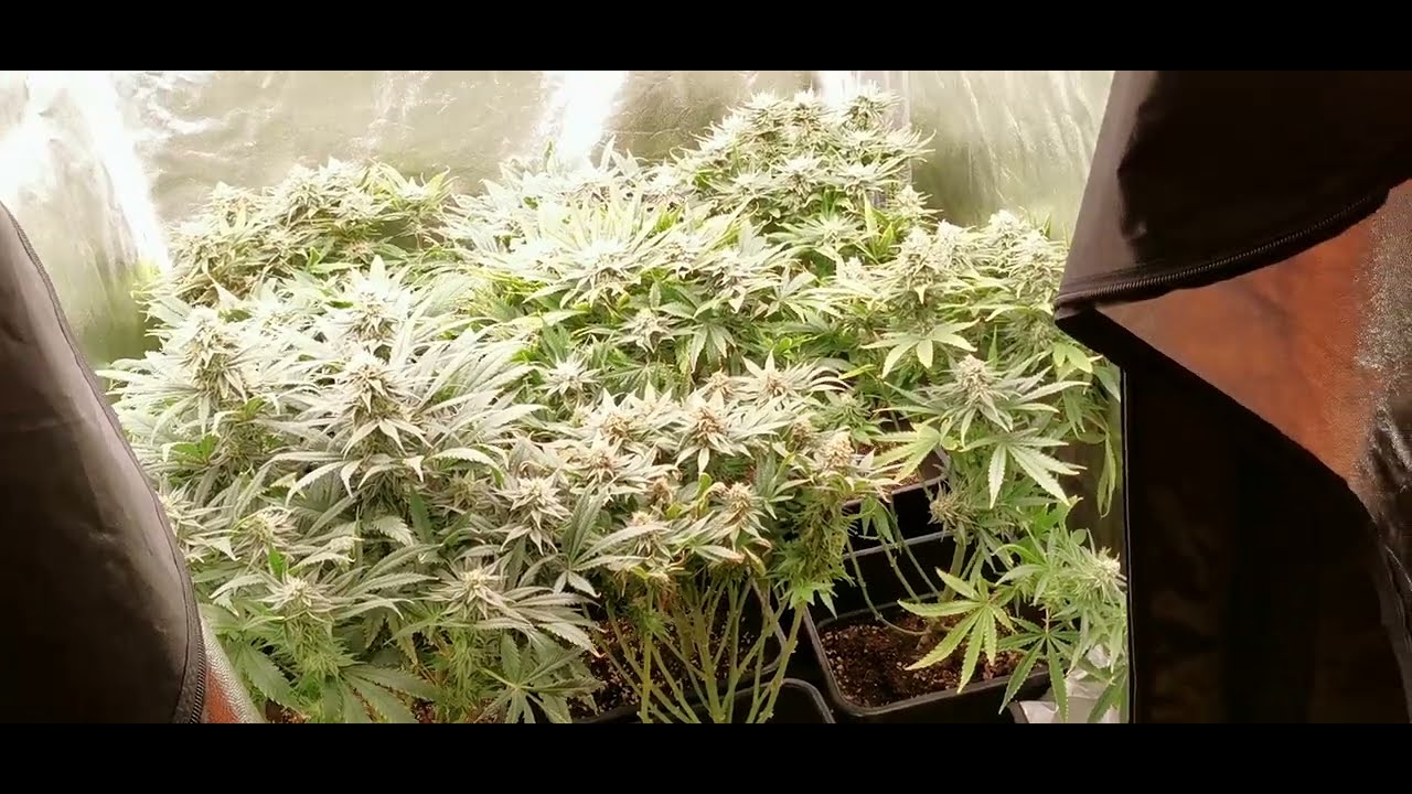 Floraison 5 semaine LED 600W VS HPS 600W Culture Indoor
