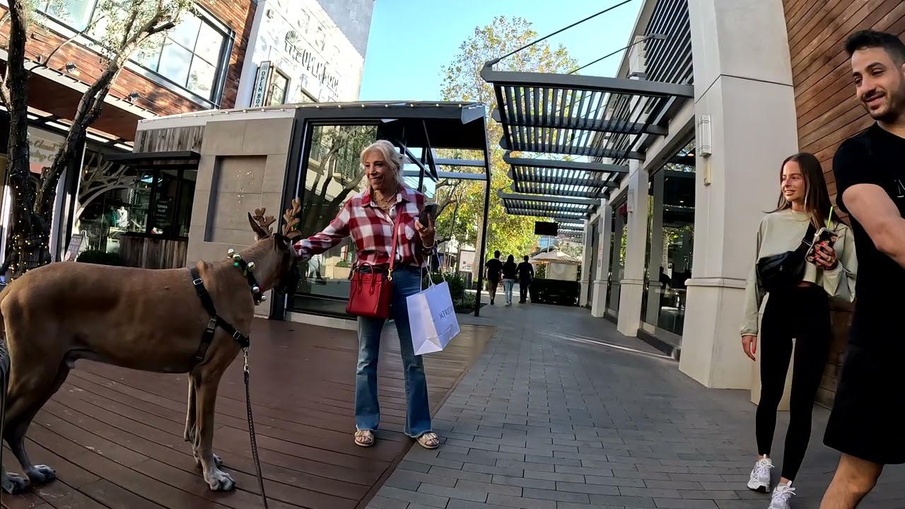 Cash 2.0 Great Dane-deer at the Topanga Village outdoor mall 2024 (3 of 4)